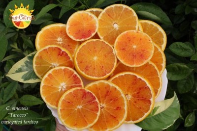 Tarocco var - 